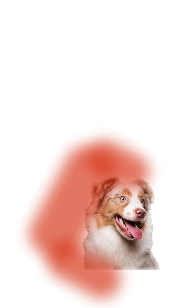 Секция груминга